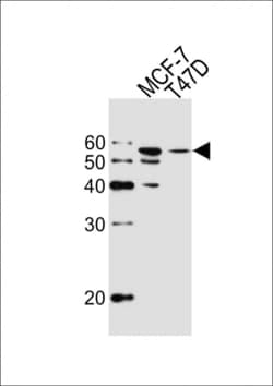 Invitrogen ALDH6A1 Monoclonal Antibody (147CT8.3.4) 400 &mu;L; Unconjugated:Antibodies,
