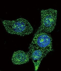 ACOX1 Mouse anti-Human, Clone: 153CT43.1.1, Invitrogen 400 &mu;L; Unconjugated:Antibodies,