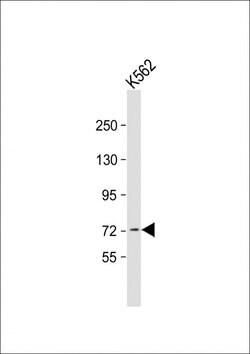 ACOX1 Mouse anti-Human, Clone: 153CT43.1.1, Invitrogen 400 &mu;L; Unconjugated:Antibodies,