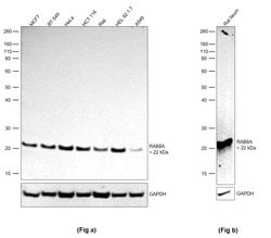 Invitrogen RAB8A Monoclonal Antibody (261CT1.3.1) 400 &mu;L; Unconjugated:Antibodies,