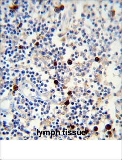 Invitrogen Lambda light chain Monoclonal Antibody (HP6054) 400 &mu;L | Buy Online | Invitrogen&trade; | Fisher Scientific