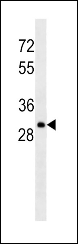 Invitrogen Lambda light chain Monoclonal Antibody (HP6054) 400 &mu;L | Buy Online | Invitrogen&trade; | Fisher Scientific