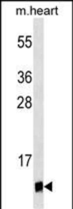 Invitrogen UBL5 Monoclonal Antibody (429CT16.3.1) 400 &mu;L; Unconjugated:Antibodies,