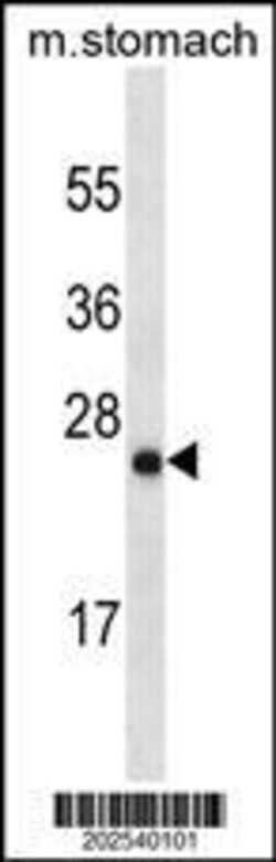 Invitrogen LYPD6B Monoclonal Antibody (634CT7.10.1) 100 &mu;L; Unconjugated:Antibodies,