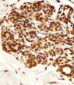 Invitrogen PIN1 Monoclonal Antibody (855CT1.7.5) 400 &mu;L; Unconjugated:Antibodies,