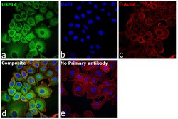 Invitrogen USP14 Monoclonal Antibody (889CT6.2.1) 400 &mu;L; Unconjugated:Antibodies,