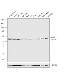 Invitrogen USP14 Monoclonal Antibody (889CT6.2.1) 400 &mu;L; Unconjugated:Antibodies,