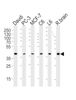 Invitrogen CREB3L4 Monoclonal Antibody (1165CT16.1.1) 400 &mu;L; Unconjugated:Antibodies,