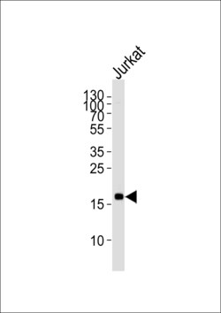 Invitrogen MAFK Monoclonal Antibody (1328CT786.105.125) 400 &mu;L; Unconjugated:Antibodies,