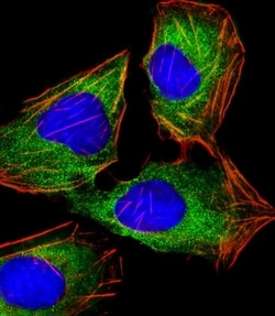 Invitrogen HINT1 Monoclonal Antibody (1500CT836.13.93) 400 &mu;L; Unconjugated:Antibodies,