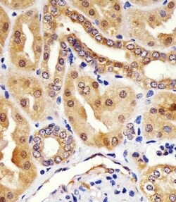 Invitrogen HINT1 Monoclonal Antibody (1500CT836.13.93) 400 &mu;L; Unconjugated:Antibodies,