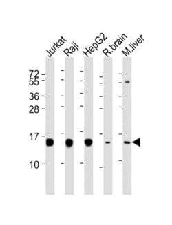 Invitrogen HINT1 Monoclonal Antibody (1500CT836.13.93) 400 &mu;L; Unconjugated:Antibodies,