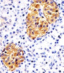 Invitrogen RAB3B Monoclonal Antibody (1543CT354.60.92) 200 &mu;L; Unconjugated:Antibodies,