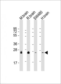 Invitrogen RAB3B Monoclonal Antibody (1543CT354.60.92) 200 &mu;L; Unconjugated:Antibodies,