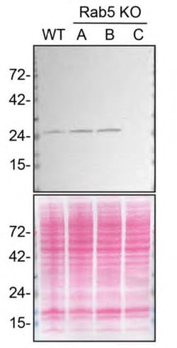 Invitrogen RAB5C Monoclonal Antibody (1616CT314.65.31) 200 &mu;L; Unconjugated:Antibodies,