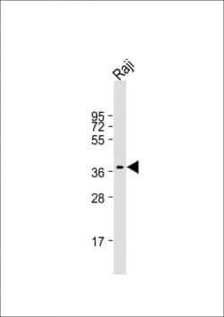 Invitrogen RASSF2 Monoclonal Antibody (1509CT269.10.9.29) 200 &mu;L; Unconjugated:Antibodies,