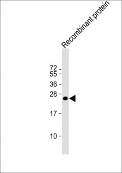 Invitrogen KMT2C Monoclonal Antibody (1686CT202.60.69) 200 &mu;L; Unconjugated:Antibodies,
