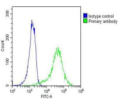 Invitrogen MYO18B Monoclonal Antibody (1683CT270.39.50) 200 &mu;L; Unconjugated:Antibodies,