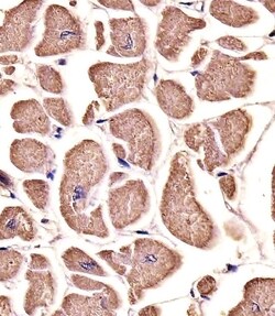 Invitrogen MYO18B Monoclonal Antibody (1683CT270.39.50) 200 &mu;L; Unconjugated:Antibodies,
