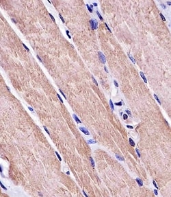 Invitrogen MYO18B Monoclonal Antibody (1683CT270.39.50) 200 &mu;L; Unconjugated:Antibodies,