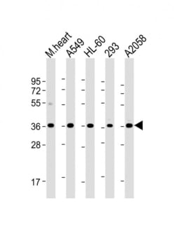 Invitrogen WBP2 Monoclonal Antibody (932CT1.3.7) 200 &mu;L; Unconjugated:Antibodies,