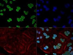 Invitrogen hnRNP A1 Monoclonal Antibody (4B10) 100 &mu;L | Buy Online | Invitrogen&trade; | Fisher Scientific