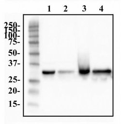Invitrogen hnRNP A1 Monoclonal Antibody (4B10) 100 &mu;L; Unconjugated:Antibodies,