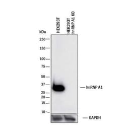 Invitrogen hnRNP A1 Monoclonal Antibody (4B10) 100 &mu;L | Buy Online | Invitrogen&trade; | Fisher Scientific