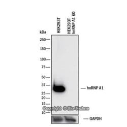 Invitrogen hnRNP A1 Monoclonal Antibody (4B10) 100 &mu;L; Unconjugated:Antibodies,