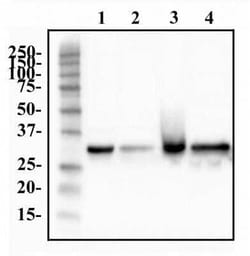 Invitrogen hnRNP A1 Monoclonal Antibody (4B10) 100 &mu;L | Buy Online | Invitrogen&trade; | Fisher Scientific