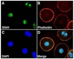 Invitrogen SIAH2 Monoclonal Antibody (24E6H3) 500 &mu;L; Unconjugated:Antibodies,