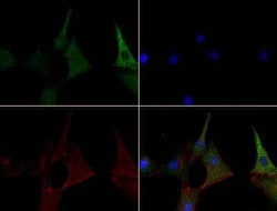 Invitrogen Caspase 4 Monoclonal Antibody (17D9) 100 &mu;L | Buy Online | Invitrogen&trade; | Fisher Scientific