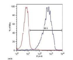Invitrogen ABCA7 Monoclonal Antibody (7A1-144) 100 &mu;L; Unconjugated:Antibodies,