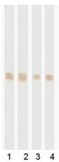 Invitrogen POLR2D Monoclonal Antibody (RB42) 200 &mu;g; Unconjugated:Antibodies,