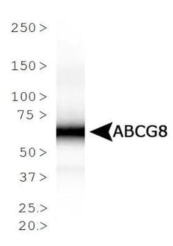 Invitrogen ABCG8 Monoclonal Antibody (1B10A5) 100 &mu;L; Unconjugated:Antibodies,
