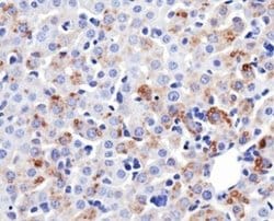 Invitrogen MFN1 Monoclonal Antibody (11E9-1H12) 100 &mu;L; Unconjugated:Antibodies,