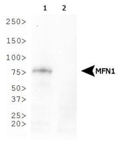 Invitrogen MFN1 Monoclonal Antibody (11E9-1H12) 100 &mu;L; Unconjugated:Antibodies,