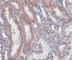 Invitrogen VLDLR Monoclonal Antibody (6A6) 100 &mu;L; Unconjugated:Antibodies,