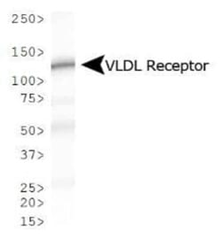 Invitrogen VLDLR Monoclonal Antibody (6A6) 100 &mu;L; Unconjugated:Antibodies,