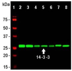 14-3-3 eta Monoclonal Antibody (3G12):Antibodies, Monoclonal