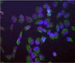 Invitrogen SF3B4 Monoclonal Antibody (3A1) 100 &mu;L; Unconjugated:Antibodies,