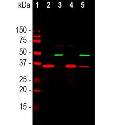 Invitrogen SF3B4 Monoclonal Antibody (3A1) 100 &mu;L; Unconjugated:Antibodies,