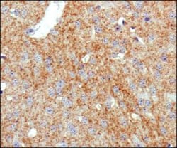 Invitrogen Dopamine Transporter Monoclonal Antibody (mAb16) 100 &mu;L;