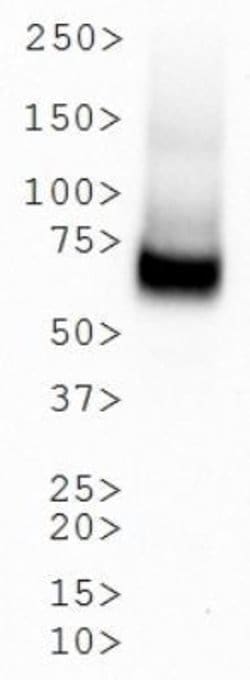 Invitrogen Dopamine Transporter Monoclonal Antibody (mAb16) 100 &mu;L;