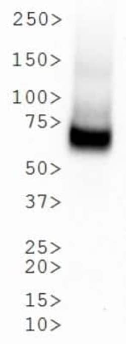 Invitrogen Dopamine Transporter Monoclonal Antibody (mAb16) 100 &mu;L;
