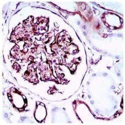 Invitrogen CTDSPL Monoclonal Antibody (6F9C5) 100 &mu;L; Unconjugated:Antibodies,