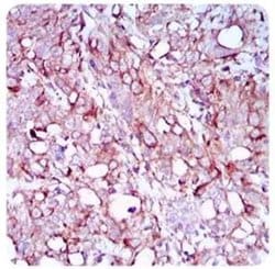 Invitrogen CTDSPL Monoclonal Antibody (6F9C5) 100 &mu;L; Unconjugated:Antibodies,