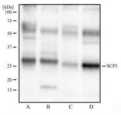 Invitrogen SCP3 Monoclonal Antibody (6F9C5) 100 &mu;L; Unconjugated:Antibodies,
