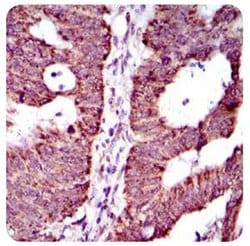 Invitrogen ABCG5 Monoclonal Antibody (1B5E10) 100 &mu;L; Unconjugated:Antibodies,