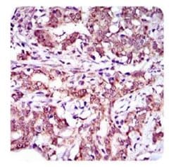 Invitrogen ABCG5 Monoclonal Antibody (1B5E10) 100 &mu;L; Unconjugated:Antibodies,